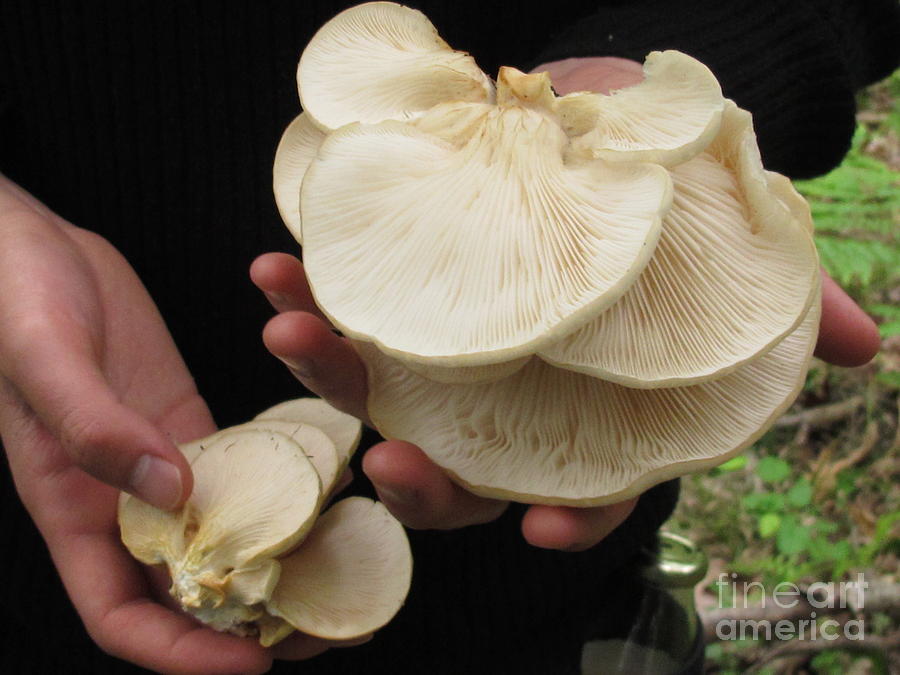 Mushroom Photograph - White Oysters by Timothy Myles