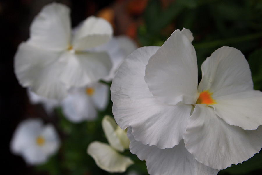 White Pansies Photograph by Laura  Grisham