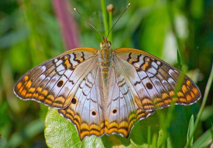 Peacock Butterfly Photograph by Mark Andrew Thomas