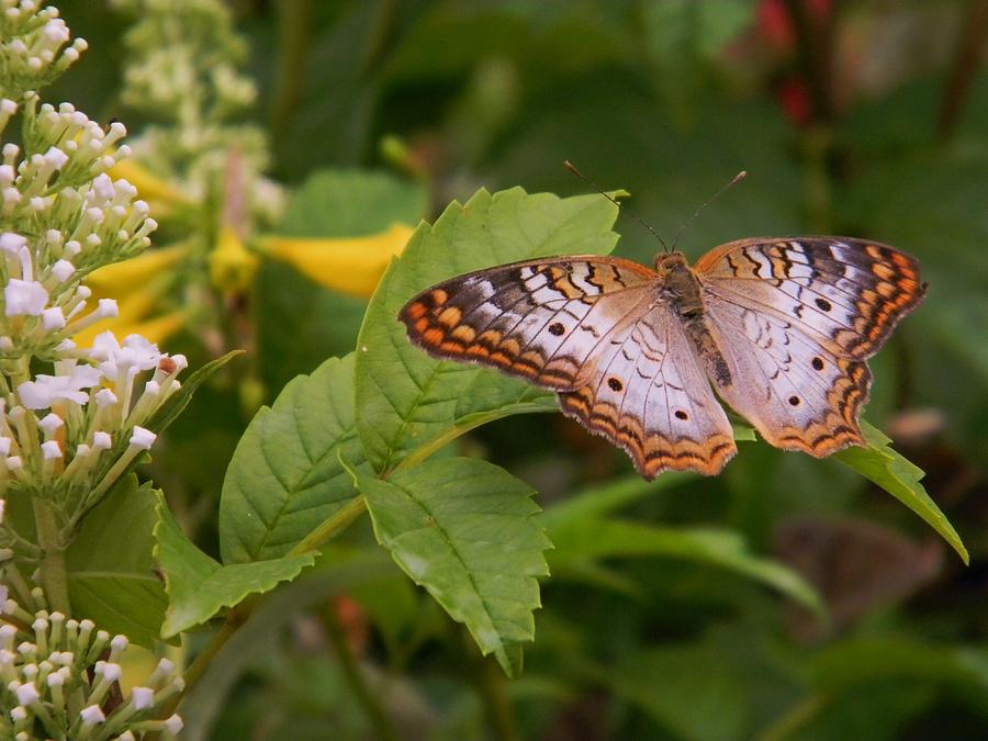 White Peacock Butterfly Photograph By Warren Thompson Fine Art America 6733