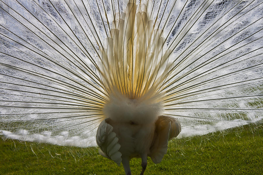 Animal Photograph - White Peacock by Joana Kruse