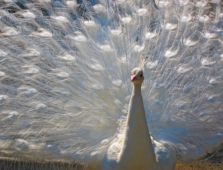 White Peacock Painting by Pat Exum
