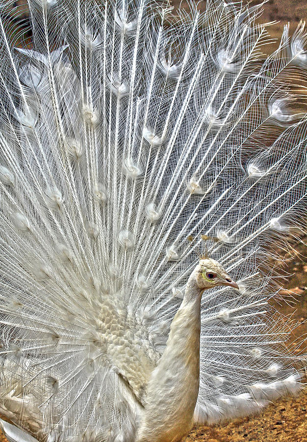 White Peacock Photograph by Steve McKinzie