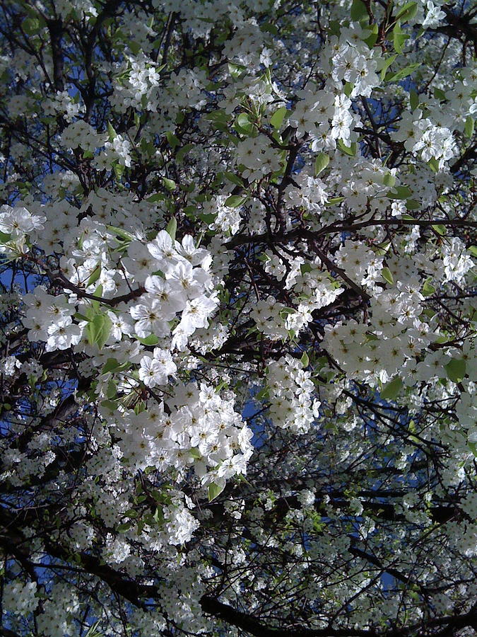 White Pear Tree Blossoms Photograph by Barbara Plattenburg