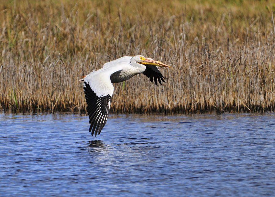 White Pelican Photograph by Bill Dodsworth