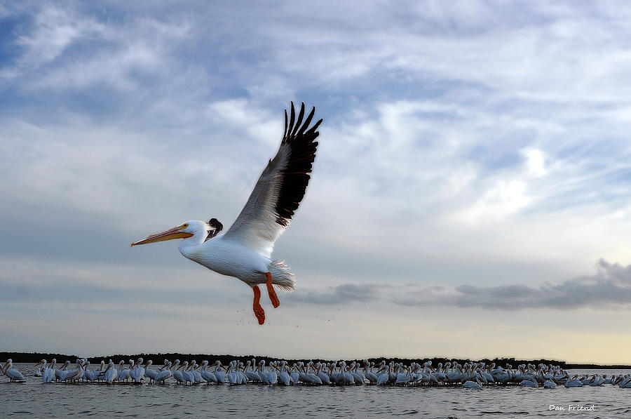 White Pelican Photograph by Dan Friend