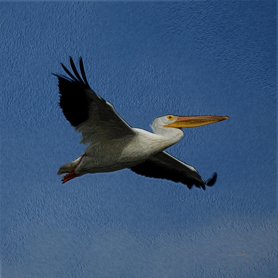 White Pelican DE 2 Photograph by Ernest Echols