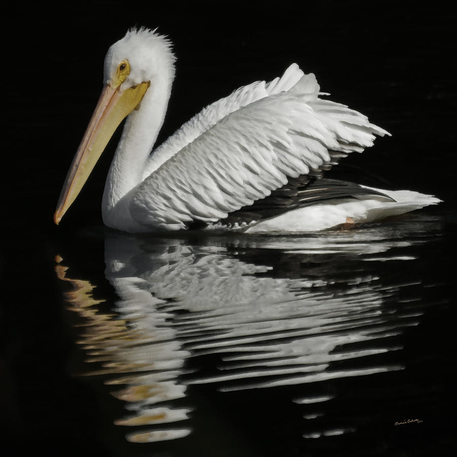 White Pelican DE Photograph by Ernest Echols