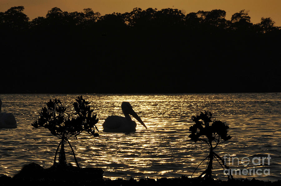 White Pelican Evening Photograph by Dan Friend