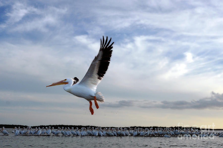 White Pelican Flying Over Island Photograph by Dan Friend