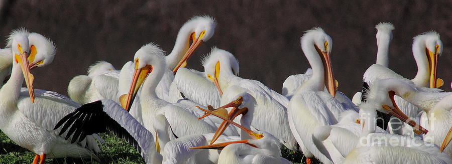 White Pelican Gossip Photograph by Robert Frederick