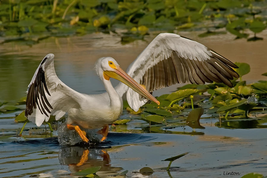 White Pelican Photograph by Larry Linton