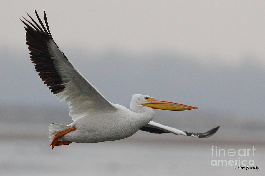 White Pelican Photograph by Steve Javorsky