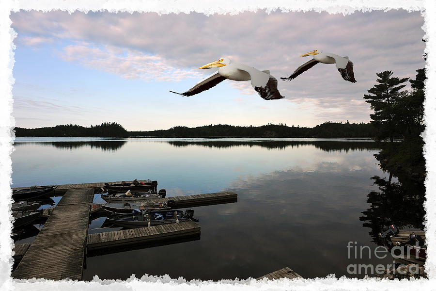 White pelicans flying over docks Photograph by Dan Friend