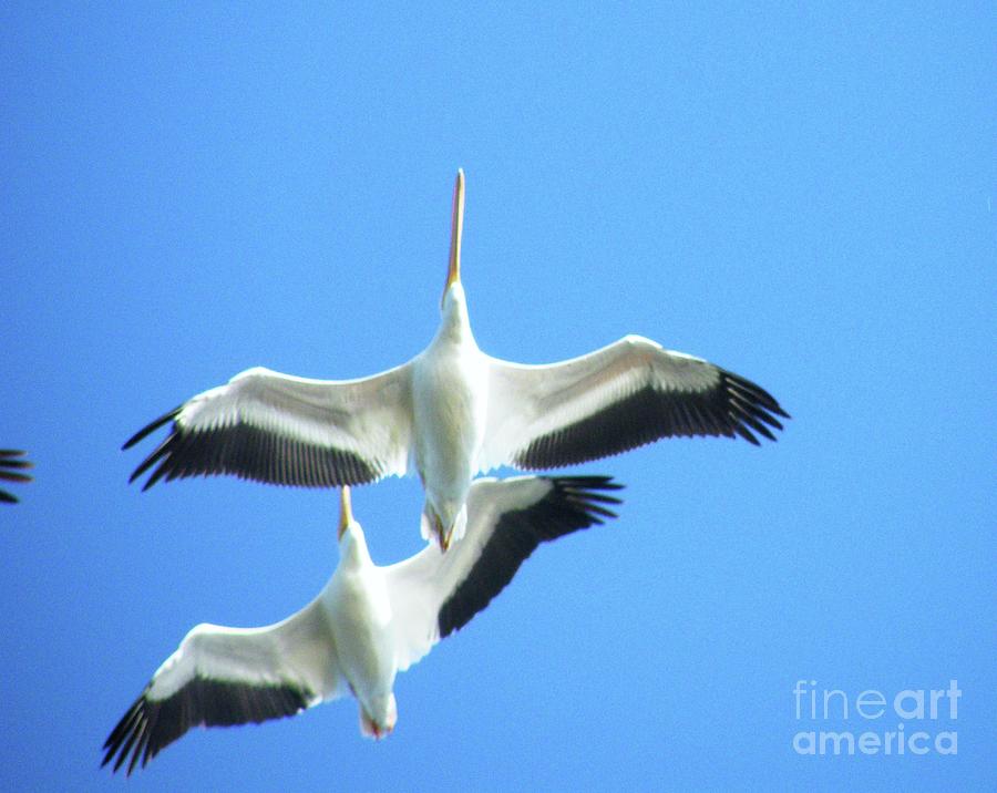White Pelicans in Flight Digital Art by Lizi Beard-Ward