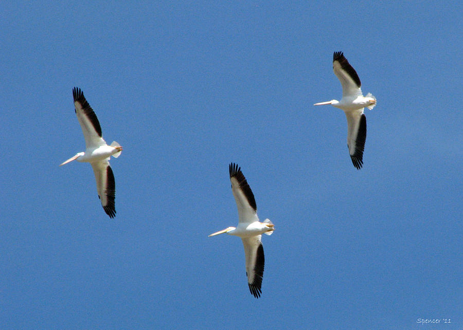 White Pelicans in flight Photograph by T Guy Spencer