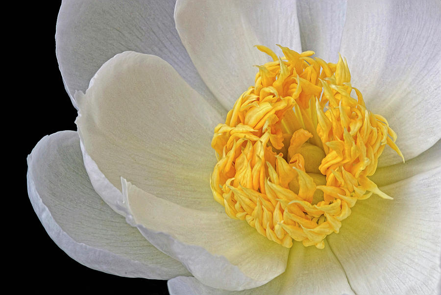 White Peony Photograph by Dave Mills