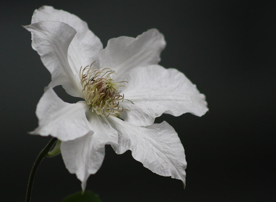 White Perfection Photograph by Cathie Douglas