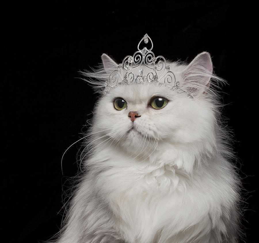Cat Wearing Tiara Crown | Hot Sex Picture