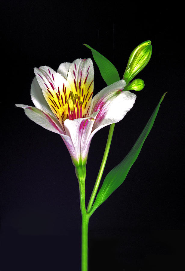 White Peruvian Lily. Photograph by Chris  Kusik