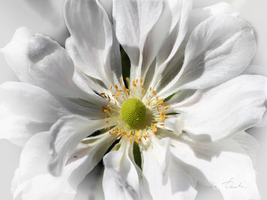 White petals Photograph by Danuta Bennett