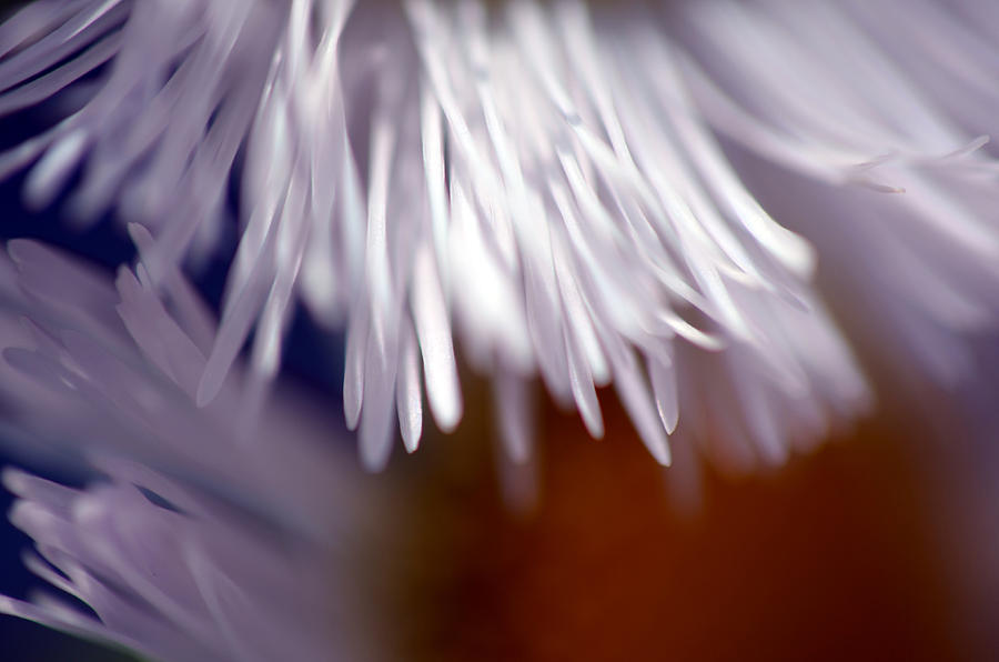 White Petals Photograph by Lori Tambakis