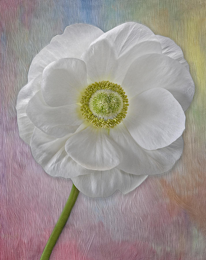Poppy Photograph - White Petals by Susan Candelario