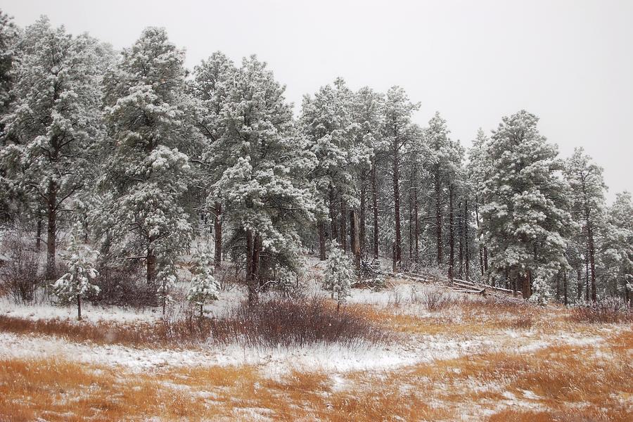 White Pines Photograph by Greni Graph