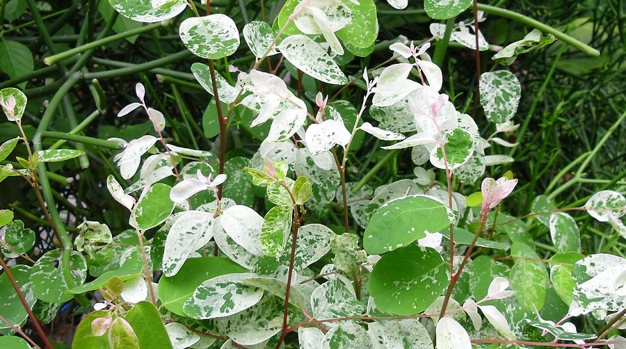 Green and deals white leaf plant