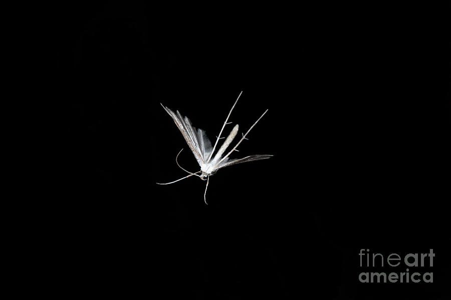 White Plume Moth In Flight Photograph by Ted Kinsman