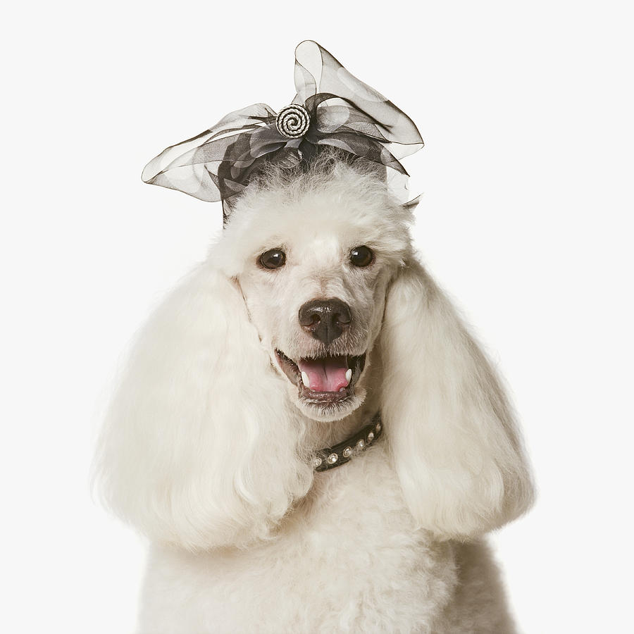 White Poodle Wearing Hat, Close-up Photograph by GK Hart/Vikki Hart