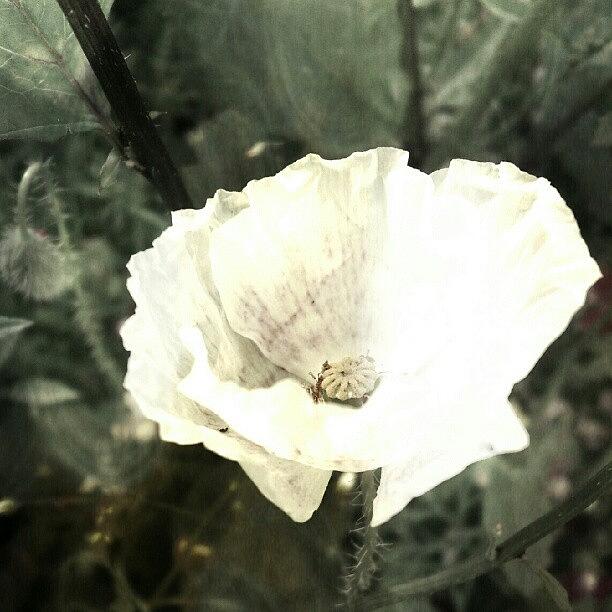 Nature Photograph - White Poppy! by Dahlia Ambrose