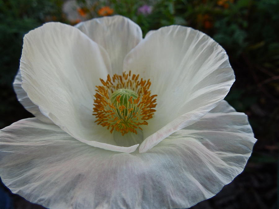 White Poppy Photograph by Diana Hatcher