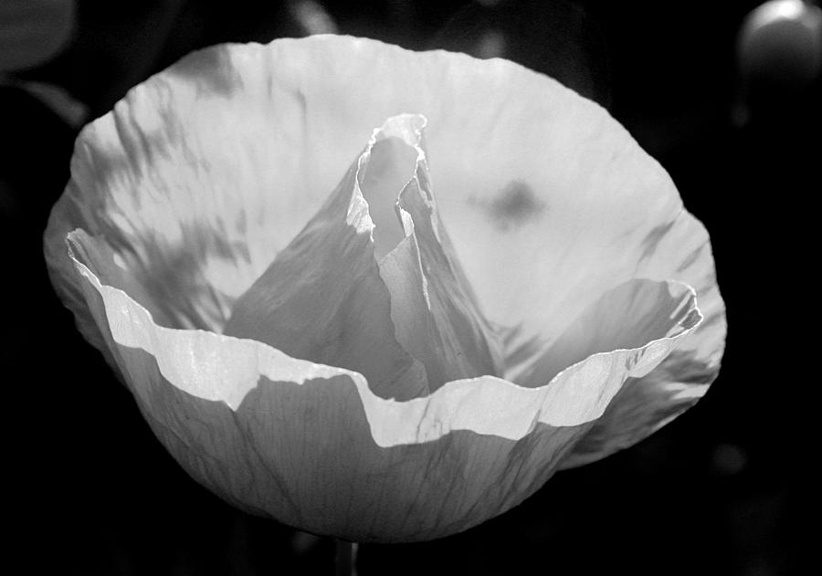 White poppy flower Photograph by Emanuel Tanjala