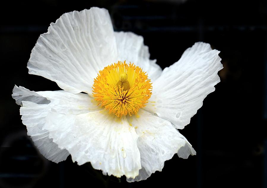 White Poppy On Black Photograph by Maureen P Sullivan