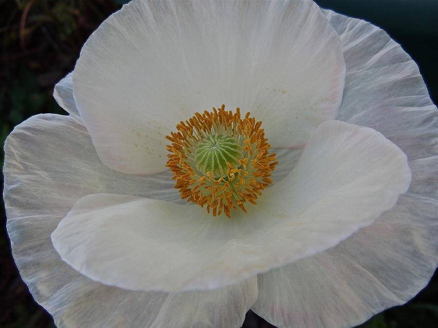 White Poppy Two Photograph by Diana Hatcher