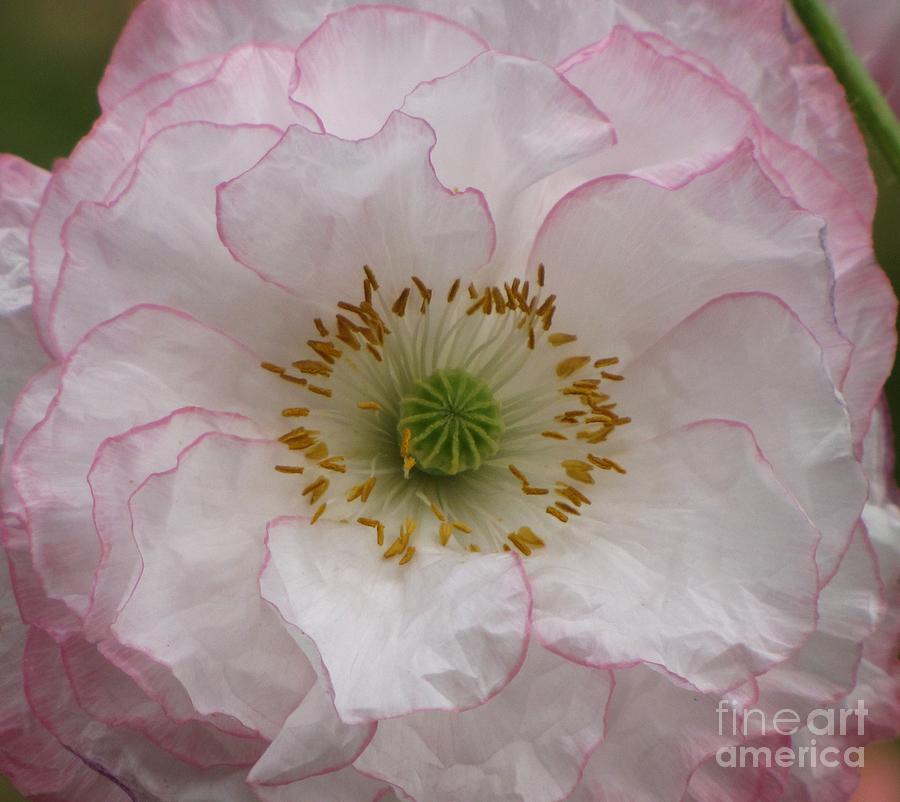 White Poppy with Pink Highlights Photograph by Michele Penner
