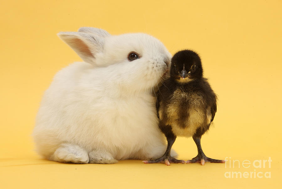 Nature Photograph - White Rabbit And Bantam Chick On Yellow by Mark Taylor