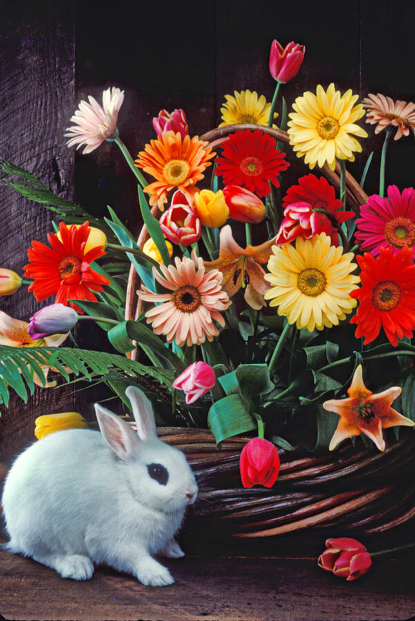 Flower Photograph - White rabbit by basket of flowers by Garry Gay