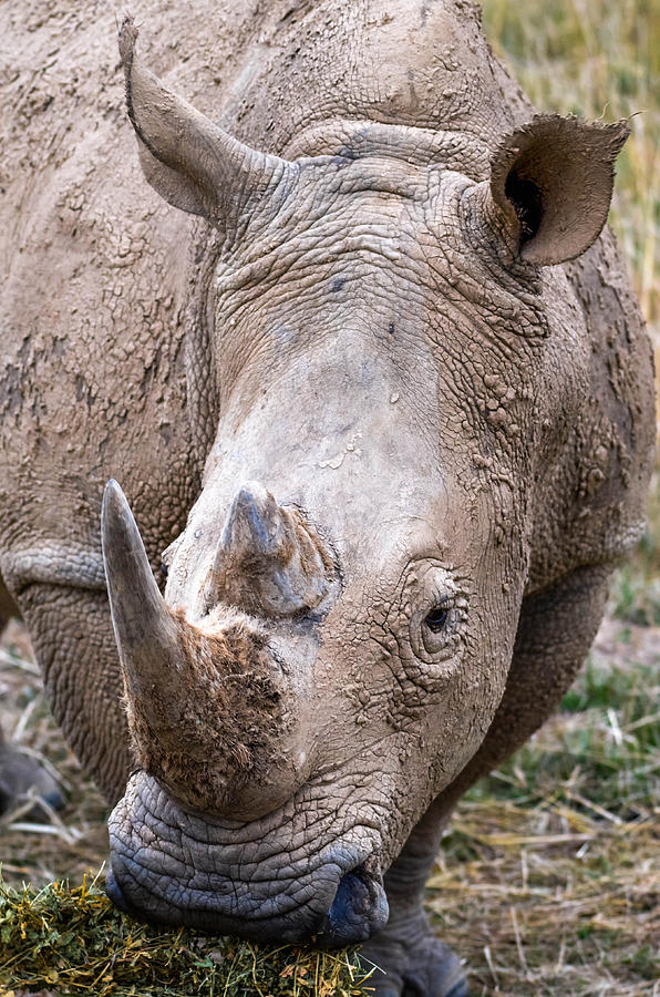 White rhinoceros Photograph by Brian Stevens - Fine Art America