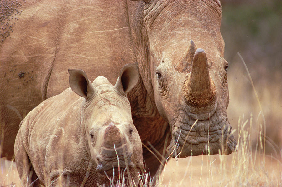 White Rhinoceros Ceratotherium Simum Photograph by Gerry Ellis