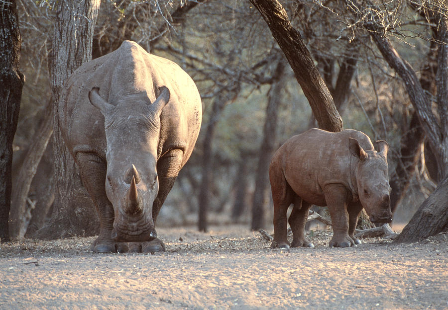 Wildlife Photograph - White Rhinoceros Mother And Calf by Peter Chadwick