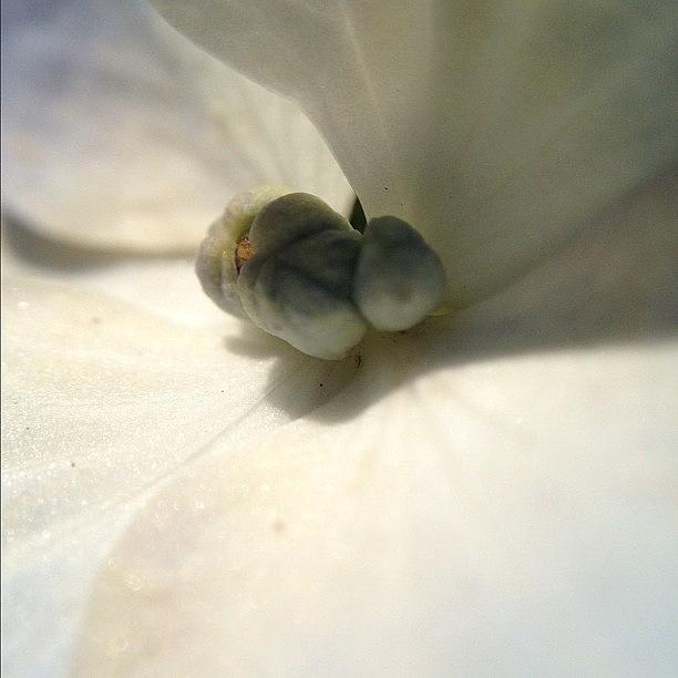 Flowers Still Life Photograph - White Rhododendron Flower by Rillaith