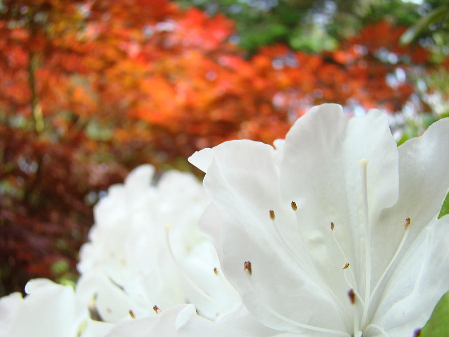 Spring Photograph - White Rhododendron Flowers Autumn Floral prints by Patti Baslee
