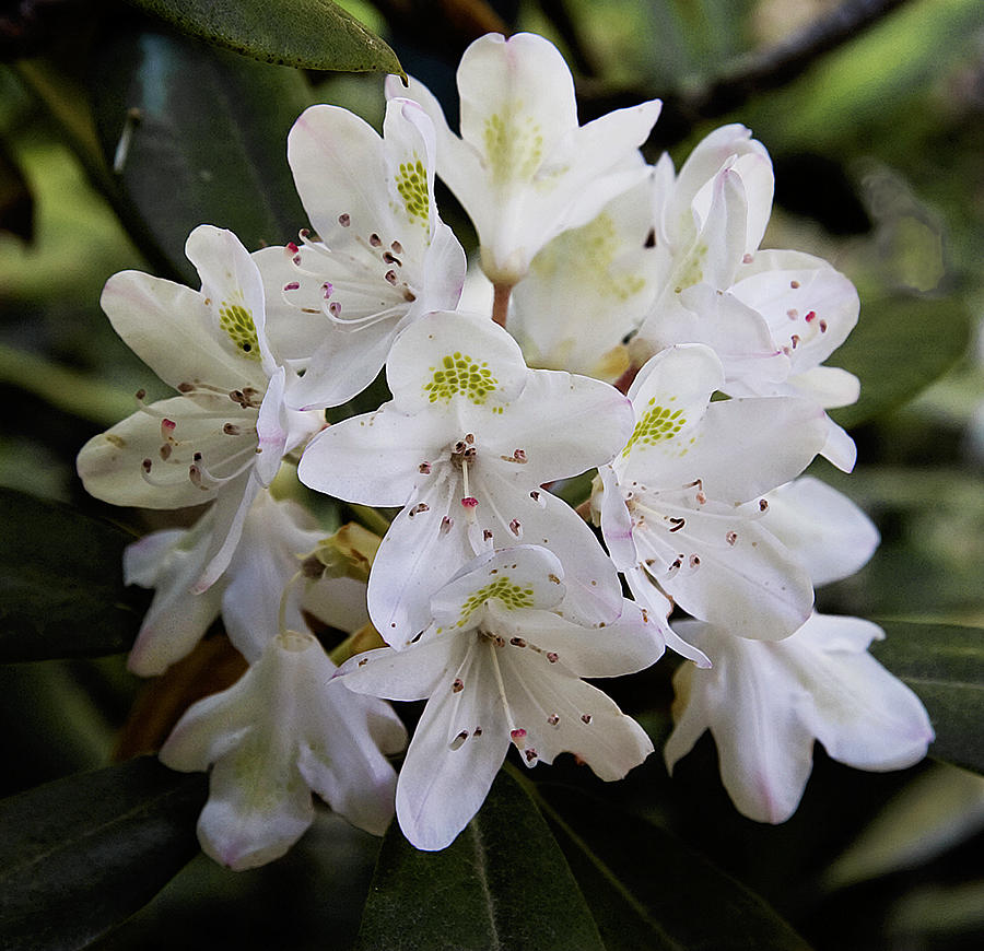 White Rhododendron Photograph by Michael Friedman