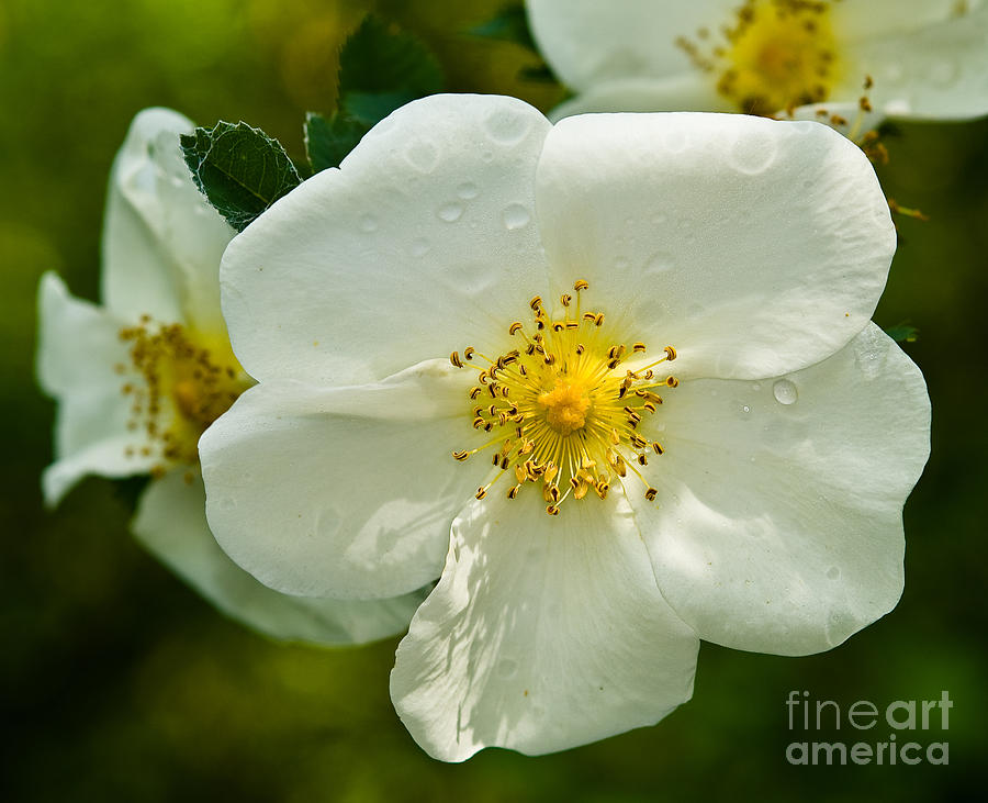 White Rose 1 Photograph by Terry Elniski