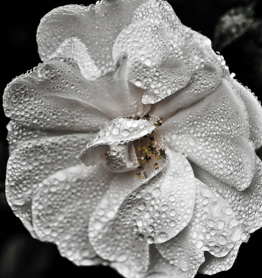 White Rose After Rain Photograph by Ronda Broatch