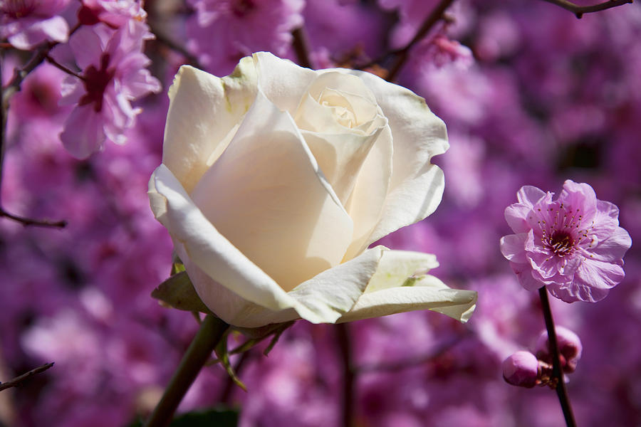 Flower Photograph - White rose and plum blossoms by Garry Gay