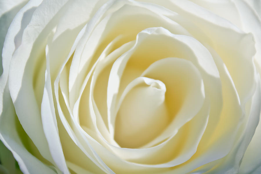 White Rose Photograph by Ann Murphy