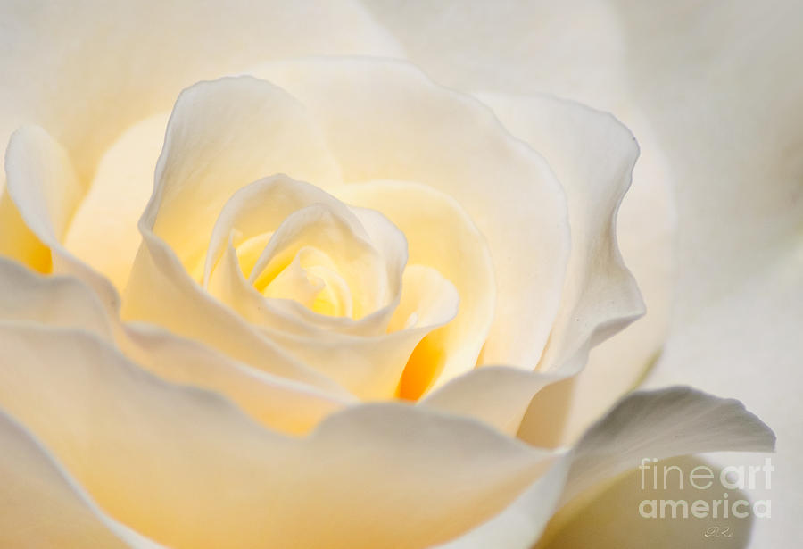 White Rose Blooming Photograph by Diego Re